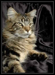Roger the Cat