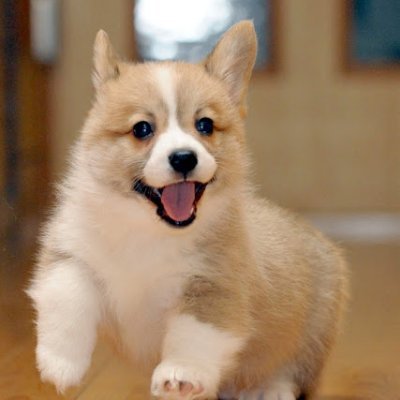 mqnopapa's profile picture. 犬を愛し犬に愛されし親🐴🦌
◆好きなもの◆
グルメ🍜🍣🍖 お菓子🍘🍡🥞
お茶🍵 お酒🥃テレビ📺PC💻 ゲーム！🎮

#男ならエレカシを聴け
🐶💕🐶
#つばき応援団📣