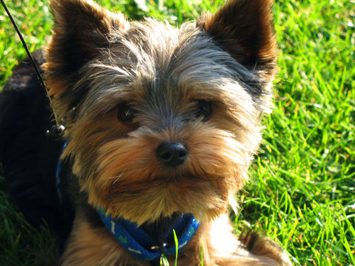 BrigitteYorkie's profile picture. I like causing trouble for my Mommy