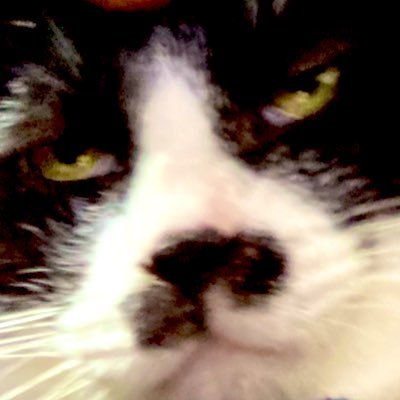 Hiro まったり猫さんと生活 Hironekocaan Twitter