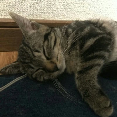 potechi_program's profile picture. 21歳学生です！プログラミングの勉強記録用垢として作りました！気軽にフォローお願いします！無言フォロー失礼します🙇‍♂️