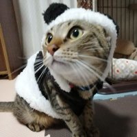 ささみ@取引用 (@sasami_truck129) 's Twitter Profile Photo