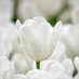 Abdulnaser Alhaj ibrahim Nhi197044 (@nhi197044) Twitter profile photo Abdulnaser Alhaj ibrahim Nhi197044 (@nhi197044) Twitter profile photo