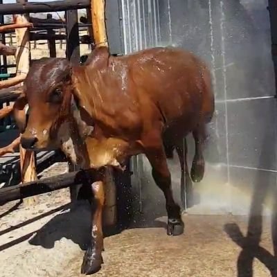 Manufacturers of cattle spray races,scales,cattle handling facilities and post harvest loss control products/interventions. Call/whatsapp +263778714074