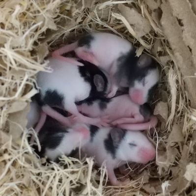 パンダマウスと小鳥に囲まれて パンダマウスのよさ 噛まない うちでは30匹くらい狩ってますが 私は噛まれたことはありません おしっこは臭うけど 体臭はほぼない 鼻を近づけて嗅いでみても ほぼ無臭です 小動物 ペット パンダマウス パンダマウスと小鳥に囲まれて パンダマウスのよさ 噛まない うちでは30匹くらい狩ってますが 私は噛まれたことはありません おしっこは臭うけど 体臭はほぼない 鼻を近づけて嗅いでみても ほぼ無臭です 小動物 ペット パンダマウス