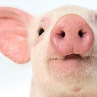 Pig(@PigEveryHour) 's Twitter Profile Photo