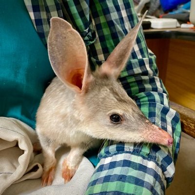 UQ PhD Candidate researching the the movement patterns and home ranges of the Greater #bilby, Ecologist, Bird nerd etc.