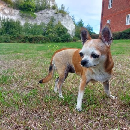 Hi I'm using this page to fundraise for my Chihauhaus surgery please see posts for more information🧡