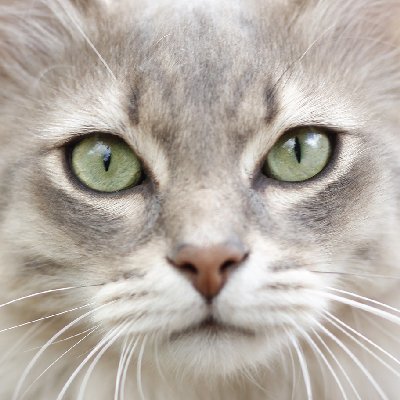 SING914's profile picture. แมววว