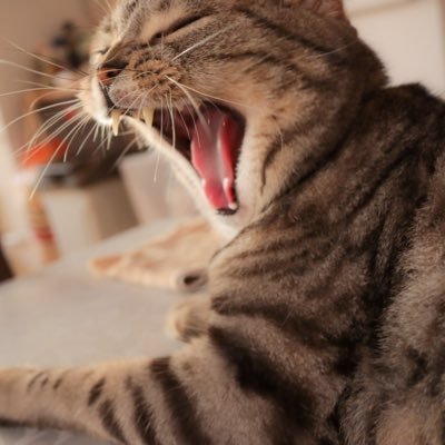 かいらさんのプロフィール画像