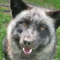 Silverfox (@silverf40414185) 's Twitter Profile