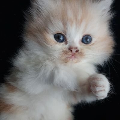 Ayhan81572560's profile picture. 