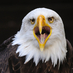 nabil tiger (@nabiltiger1) Twitter profile photo nabil tiger (@nabiltiger1) Twitter profile photo