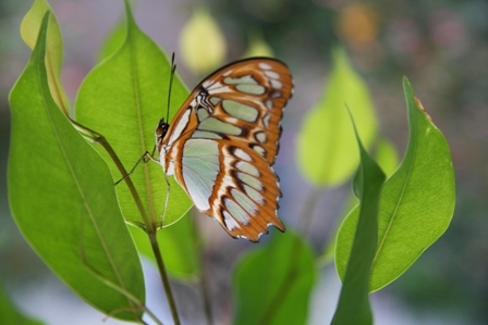 Stroll through hundreds of exotic butterflies from Costa Rica & Malaysia!! & 5000 sq. ft. gift shop!!