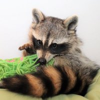 Lil the Raccoon(@LiltheRaccoon1) 's Twitter Profile Photo