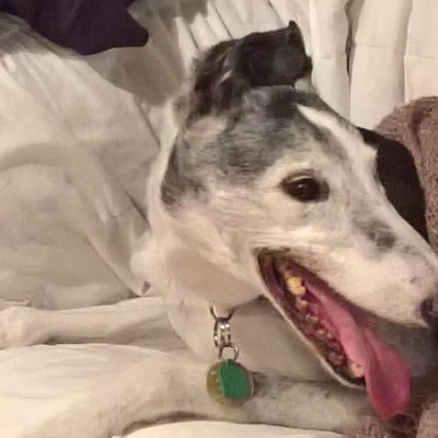 Rescued Greyhound living in Norfolk.