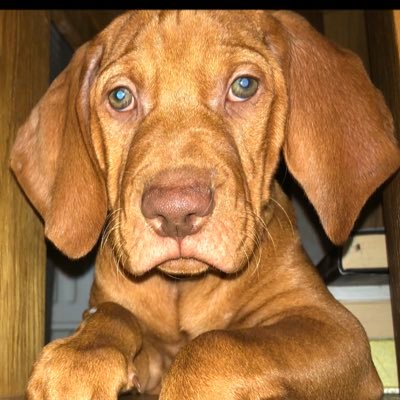 Hi everyone. I’m Lenny and I’m a Vizsla. Born 15/09/20. This account will be all about my adventures growing up with my human family! In my new home 12/11/20