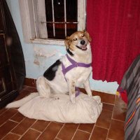 Priscila (@cubocho) 's Twitter Profile