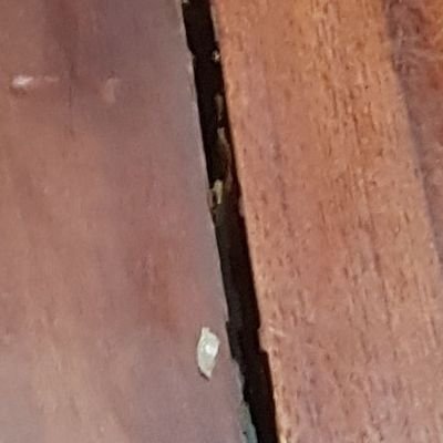 sukabokepjepang's profile picture. 