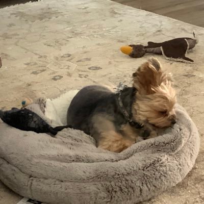 sewnqlt's profile picture. Educator