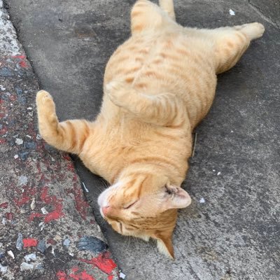 HiaNatKittiponG's profile picture. 