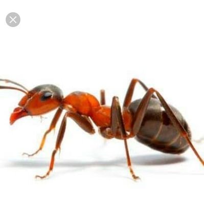 SemutMe32111402's profile picture. Penyabar dan murah senyum