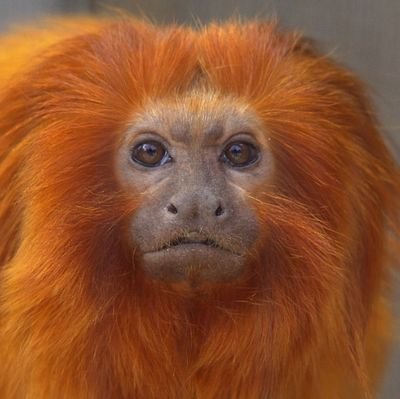 am golden lion tamarin. find light box. would like be called they/them
