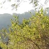 YagneshBhatt13's profile picture. Nutritious Food & Regular Exercise are the key to Fit & Healthy Life.