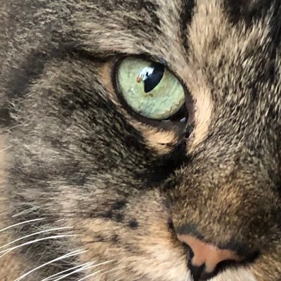 Animals, healthcare & equity topics.👁➡️Murphy🌈2021 Timmy🌈2019. A cat-obsessed anon human (she/her) Fan of #CatTwitter #MedTwitter #VetTwitter