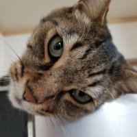 のす (@mofu_neko_2810) 's Twitter Profile