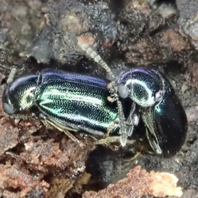 佳香蝶 バックナンバー Kakocho Back Twitter