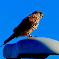 𝘾𝙖𝙨𝙩𝙧𝙞𝙘𝙪𝙢 𝙁𝙞𝙚𝙩𝙨𝙩 (@fbcastricum) 's Twitter Profile