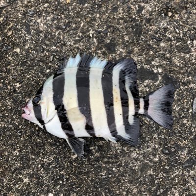 kenchan09300110's profile picture. 