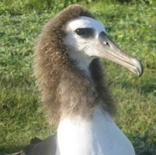 Normally flying around Non League grounds Nicking chips, all my views are from the Air/Sky, have been known to make the odd tweet/Squawk..!