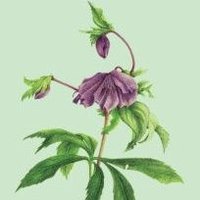 DeanPriceHorticulture (@deanpricehort) 's Twitter Profile