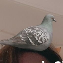 hi, i'm RouhRouh. I am a pigeon who motivates and makes people laugh.