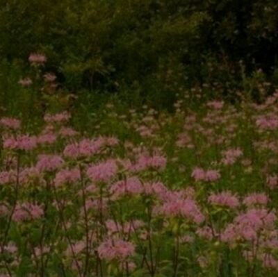 nuh9_a's profile picture. ‏‏