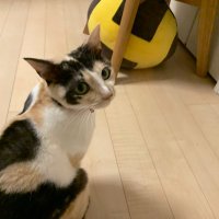 ルカリン (@rukarinsoraedo) Twitter profile photo