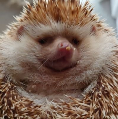 ハリネズミ垢作りました🦔🦔
ハリネズミ好きや動物好きさんフォローよろしくお願いします
ほしいもの、https://t.co/Z1O8M1Yj9l