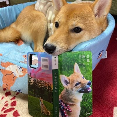 飼い主のともみと豆柴るなちゃん♀️です✨ 12月23日生まれ5月4日にお家に来ました🐕無言フォロー失礼します🙏🏻 フォローは大歓迎です。趣味のレジン『 #狐月豆柴館 』については固定ツイのコメントをお読み下さい。 #豆柴 #柴犬 #柴犬好きと繋がりたい