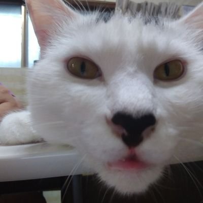 えみぃ A Twitter 近づけば近づくほどライオンに似てくる次男坊 さてはお前 ライオンだな 保護猫 猫のいる暮らし 子ライオン マツコの知らない世界
