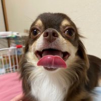 ちょこちょこチロル (@c4tlgkam4bek6g2) Twitter profile photo