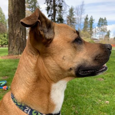 Baseball Coach, WSU Alum, Dog lover. NW Born and Raised. Solutions win.