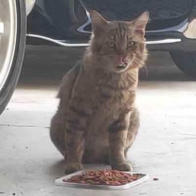 gentayanganmaya's profile picture. LOVE MOTIVATION, DANCE, FOOD, POEM AND TRAVEL