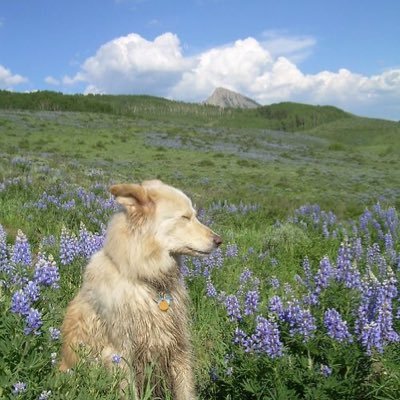 chotiika_'s profile picture. 