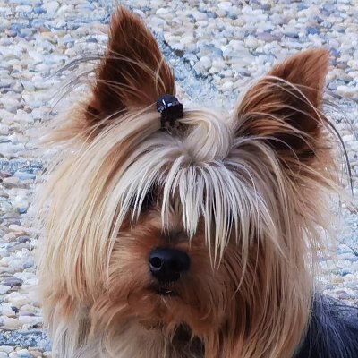 NellieNeutronyx's profile picture. 