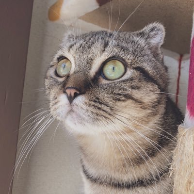 koneko_cafe's profile picture. 営業縮小のためTwitterの更新は終了しています。