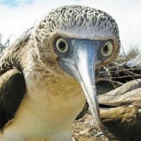 wait, say that out loud (@petegot) 's Twitter Profile