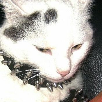 lickasstime's profile picture. taxidermy gone wrong