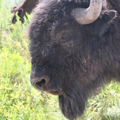 Ecological Society of America, Traditional Ecological Knowledge section